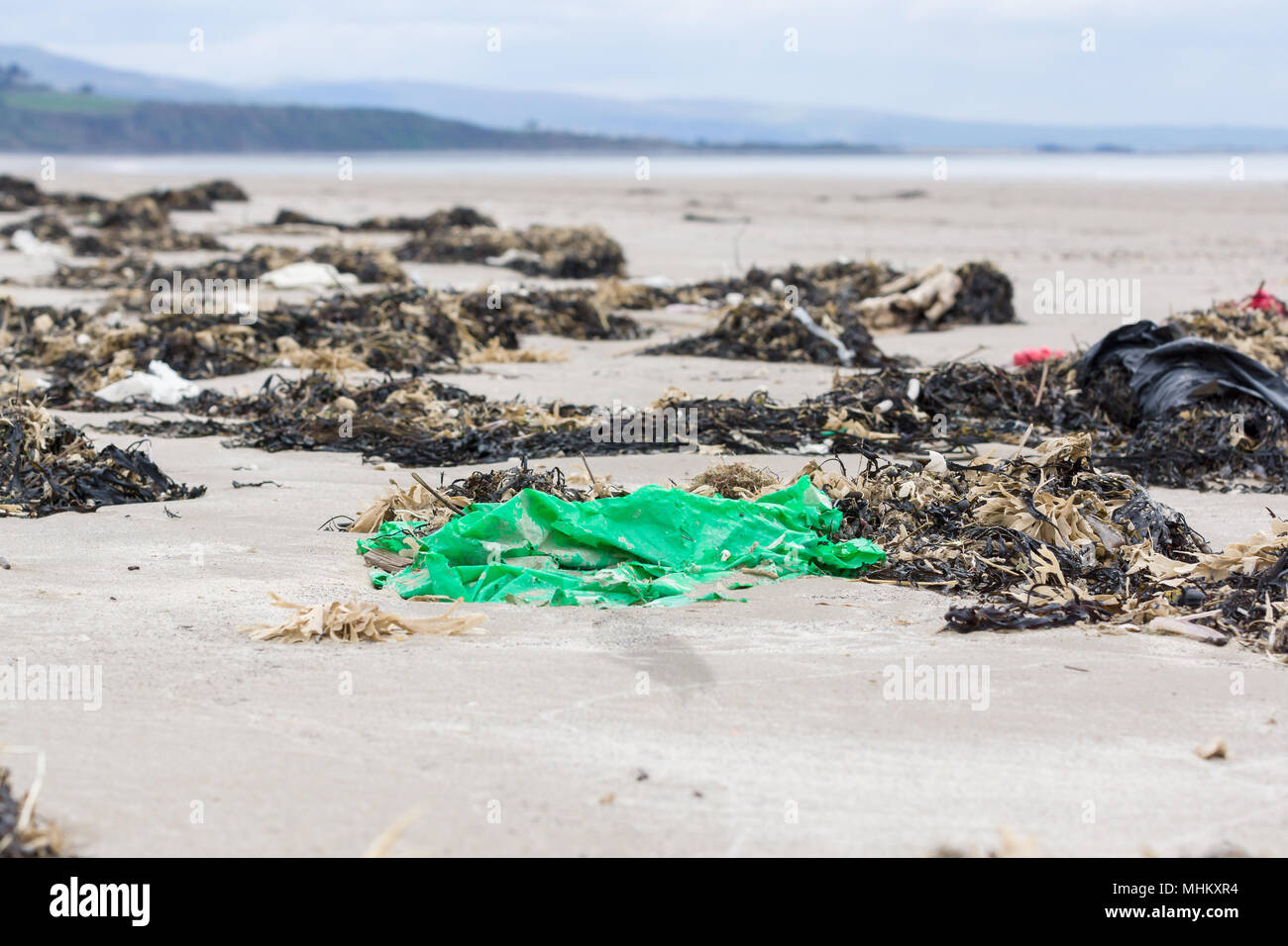 Verde foglio di plastica lavati fino a una spiaggia circondata da alghe marine un esempio plastica inquinamento nel mare intorno al Regno Unito Foto Stock