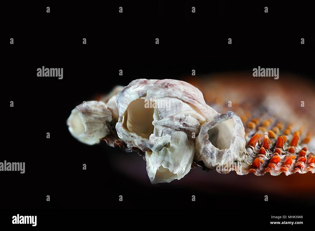 Acorn Barnacle Bay, Amphibalanus improvisus, un invasiva specie nocive Foto Stock