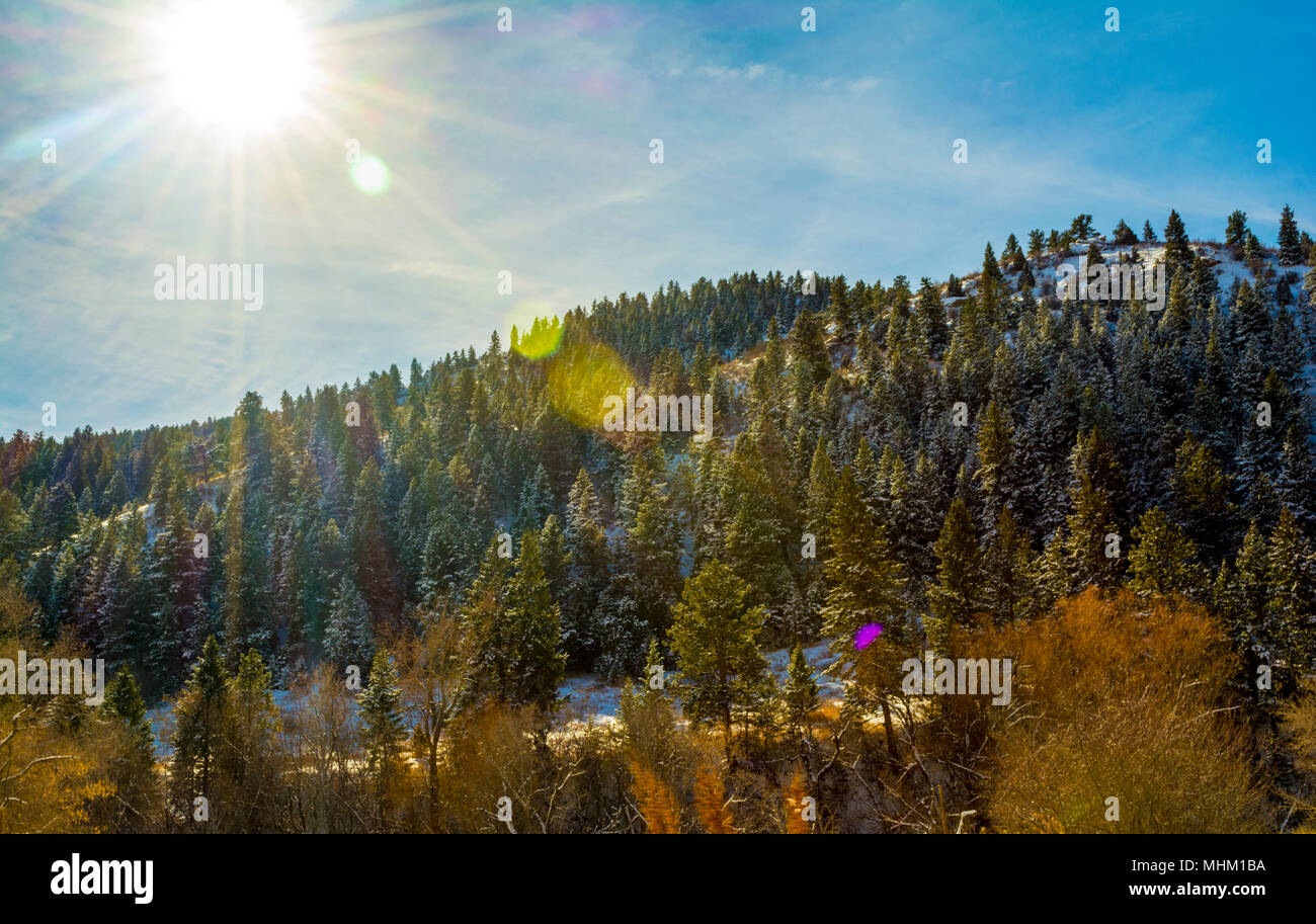 Versante soleggiato con la foresta di alberi di pino e cielo blu. Foto Stock