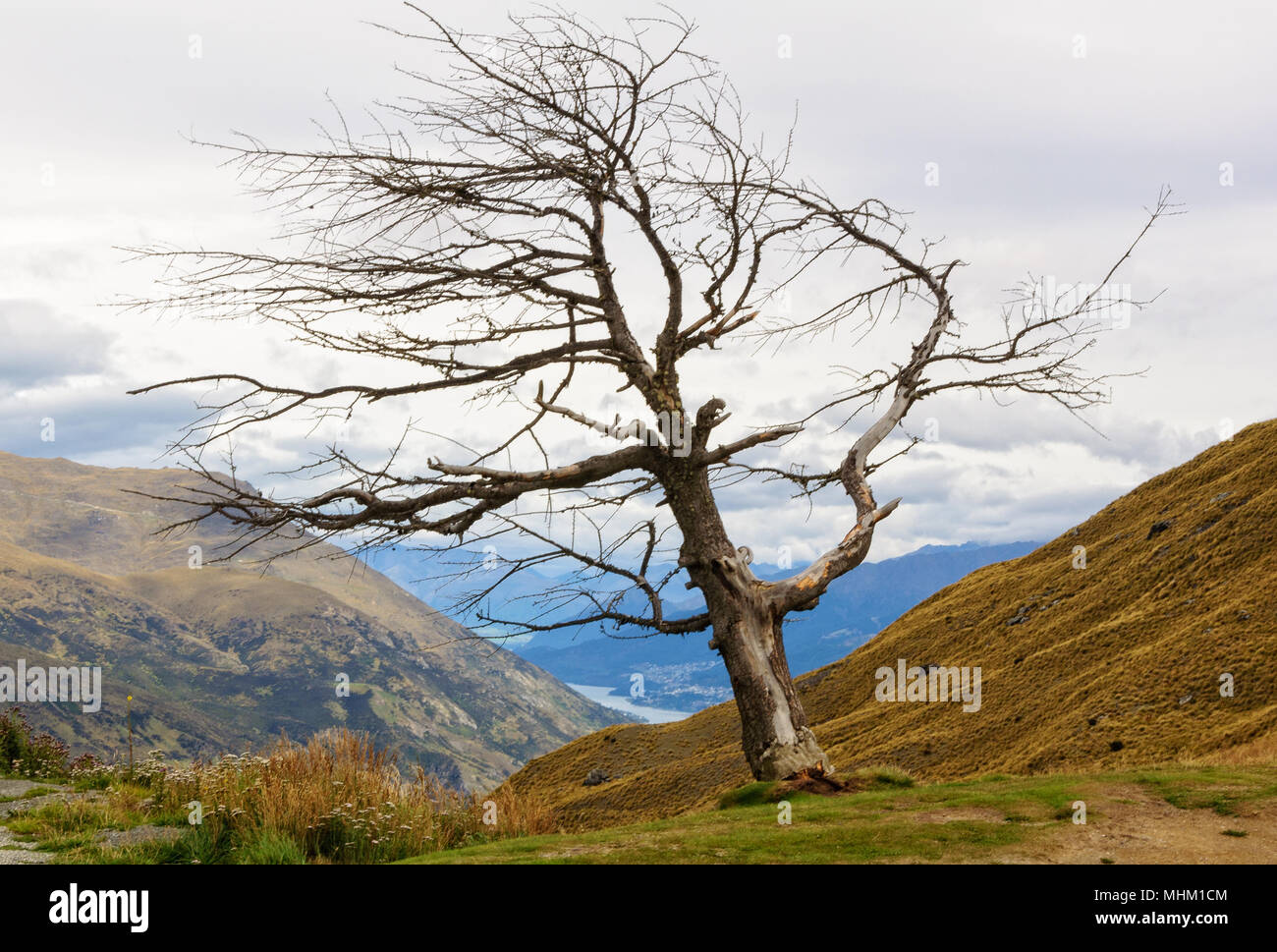Albero morto conformato dai venti prevalenti - Crown Range Road, South Island, in Nuova Zelanda Foto Stock