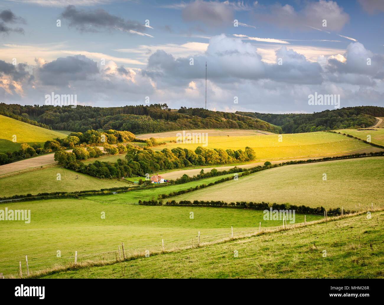 Campi di verde e oro con montante tv in campagna a valle Bowcombe Foto Stock