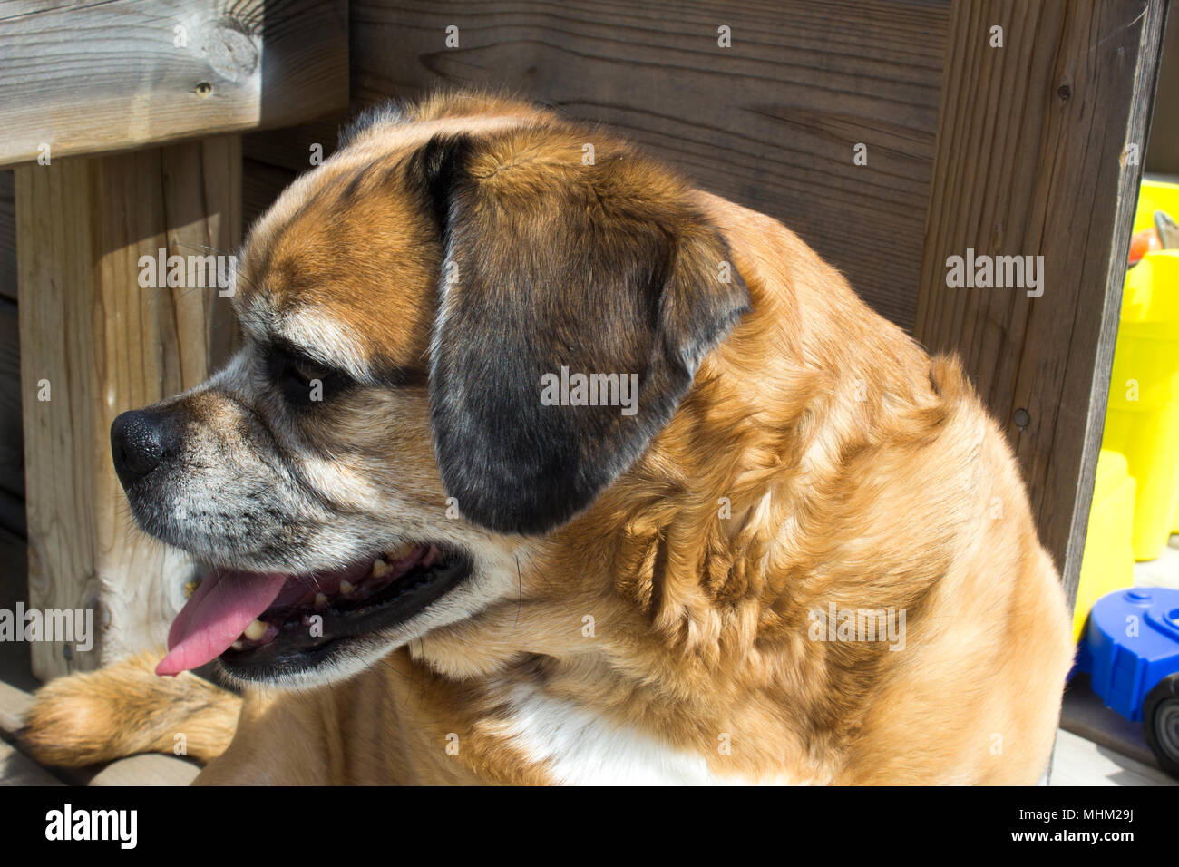 Un Puggle godendo la vita. Foto Stock