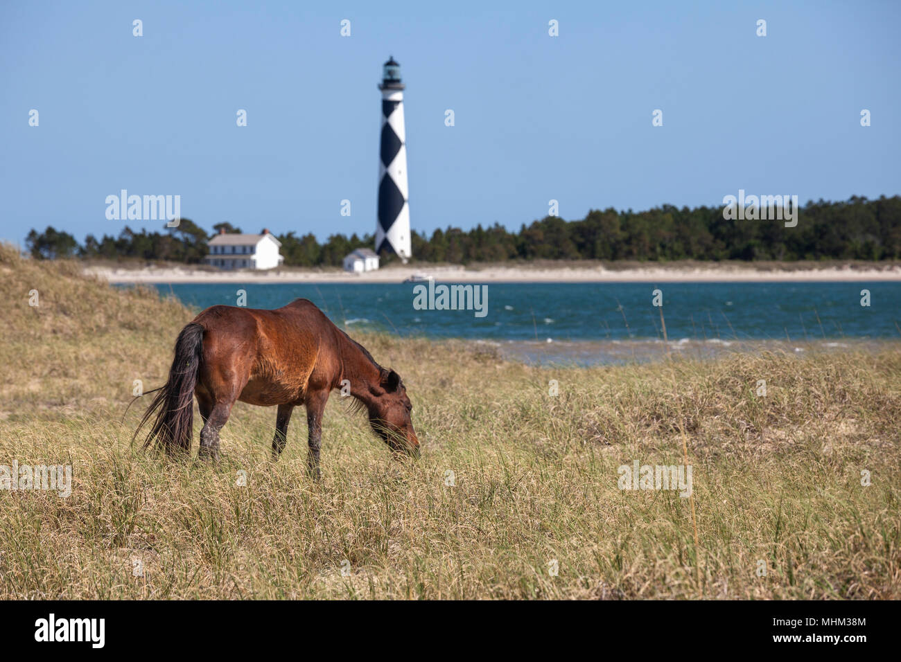 NC01514-00...North Carolina - cavallo selvaggio su banche Shackleford con Cape Lookout faro sul nucleo del sud le banche. Cape Lookout National Seashore. Foto Stock