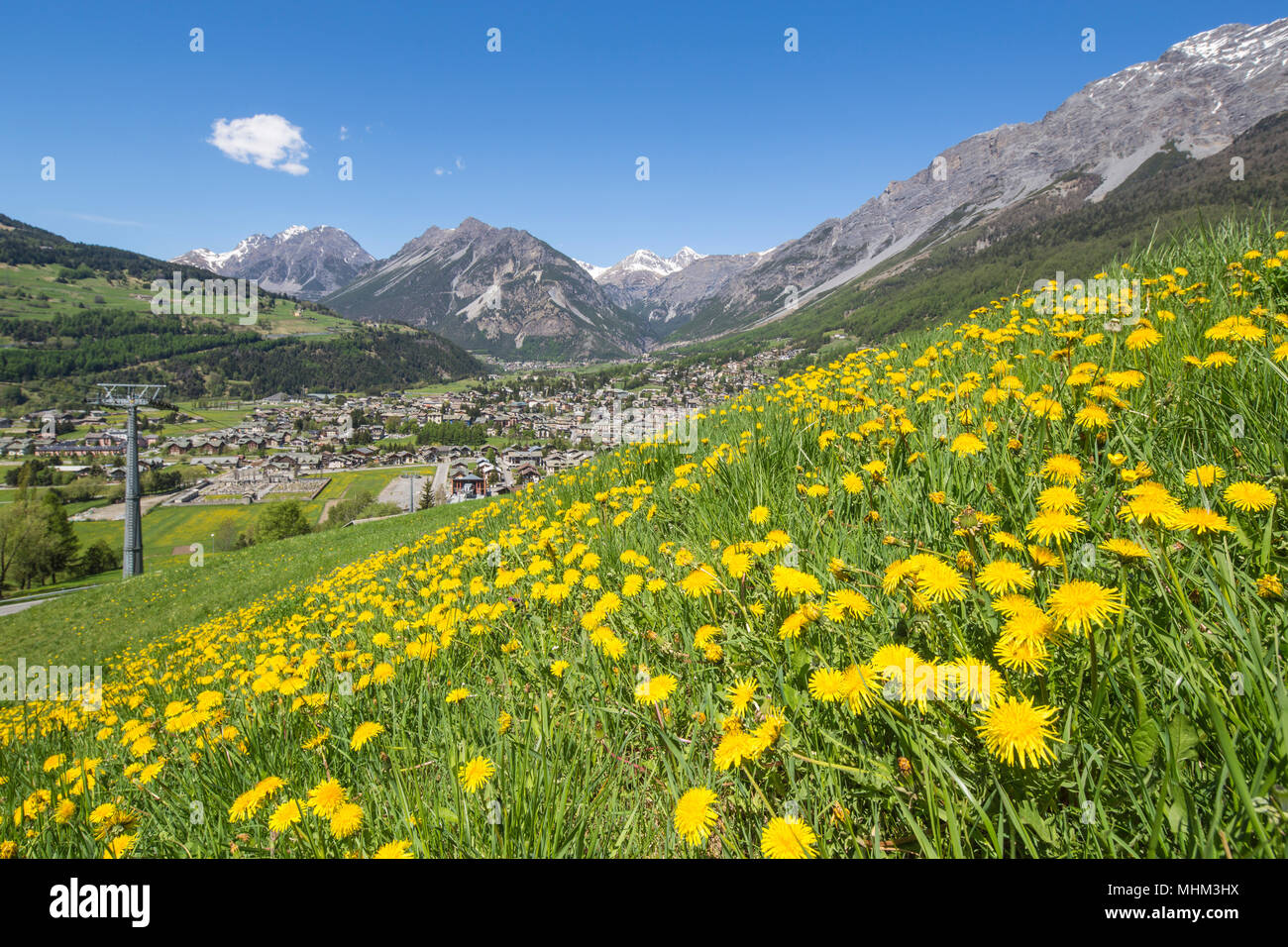 Un tappeto di fiori di colore giallo sul verde dei prati con il villaggio di Bormio in background Valtellina Lombardia Italia Europa Foto Stock