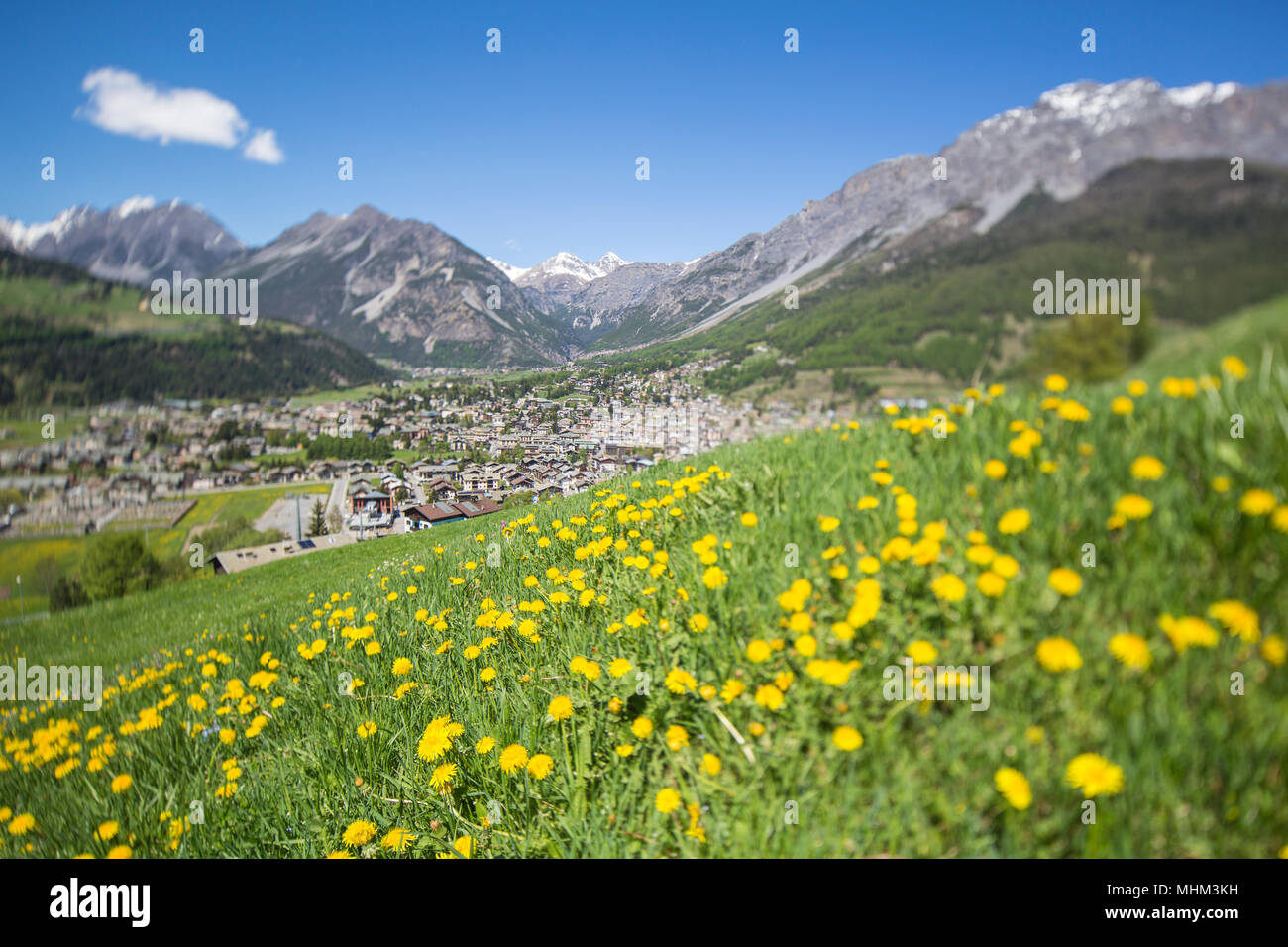 Un tappeto di fiori di colore giallo sul verde dei prati con il villaggio di Bormio in background Valtellina Lombardia Italia Europa Foto Stock