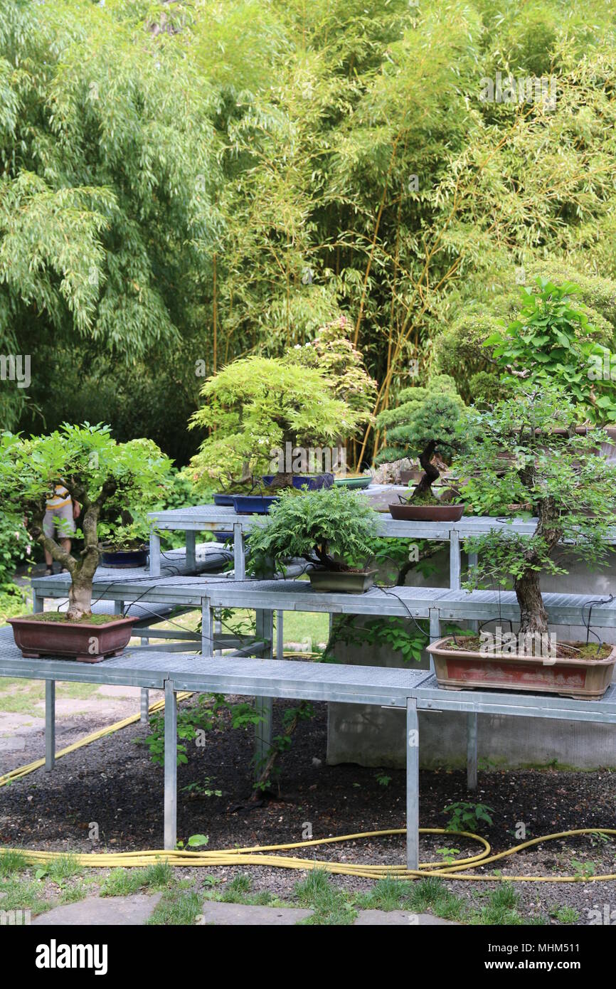 Splendidi e verdi alberi di bonsai Foto Stock