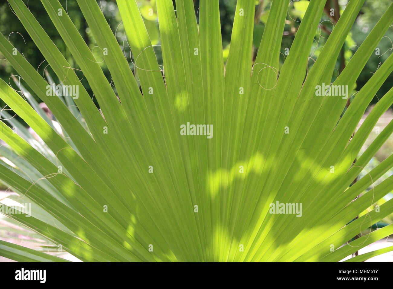 Palm tree foglie verdi Foto Stock