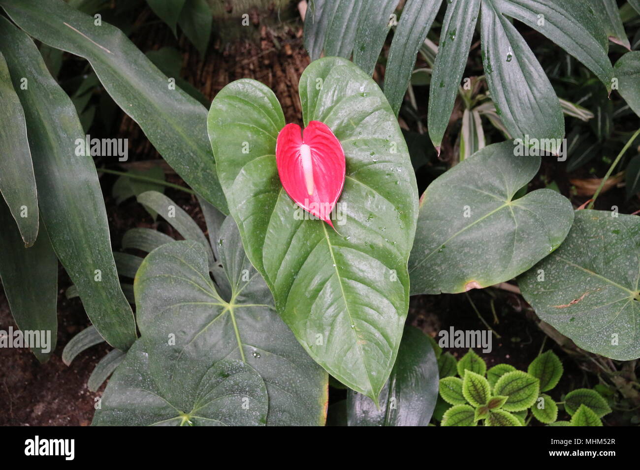 Bella rossa tropicale fiori di cactus Foto Stock