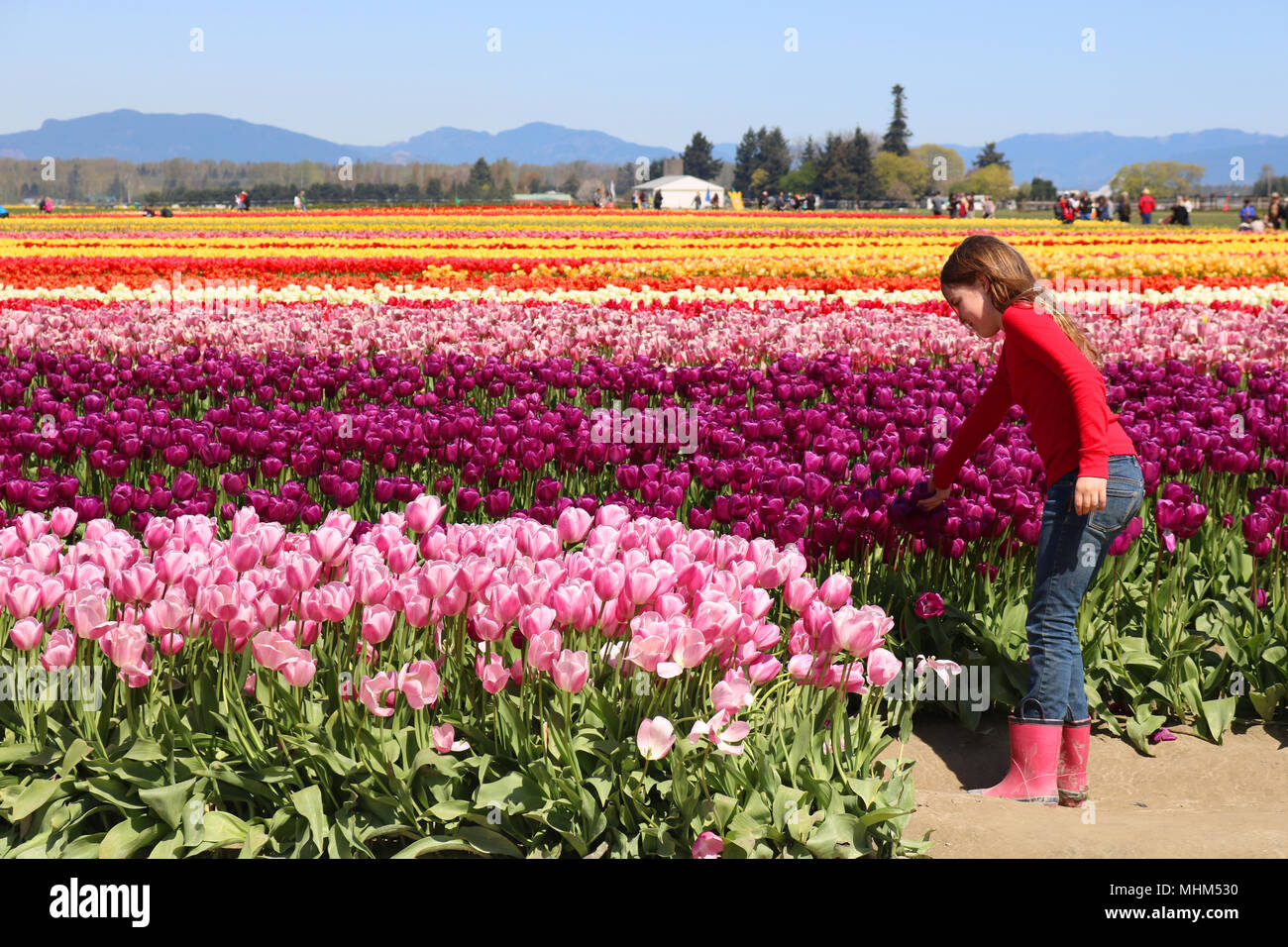 Ragazza giovane con capelli lunghi indossando scarpe e jeans blu mentre si tocca un viola tulip nei campi durante la Skagit Valley Tulip Festival a monte ve Foto Stock