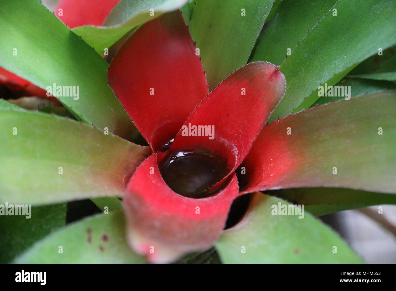 Bella rossa tropicale fiori di cactus Foto Stock