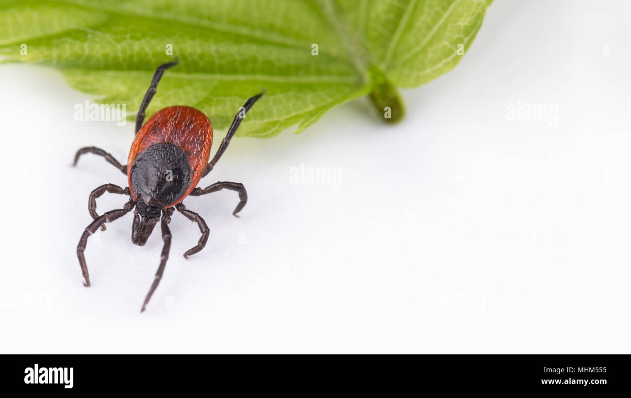 Castor bean tick è il salto dalla foglia verde. Ixodes ricinus. Parassiti pericolosi porta encefalite e borelliosi. Sfondo bianco con copia spazio. Foto Stock