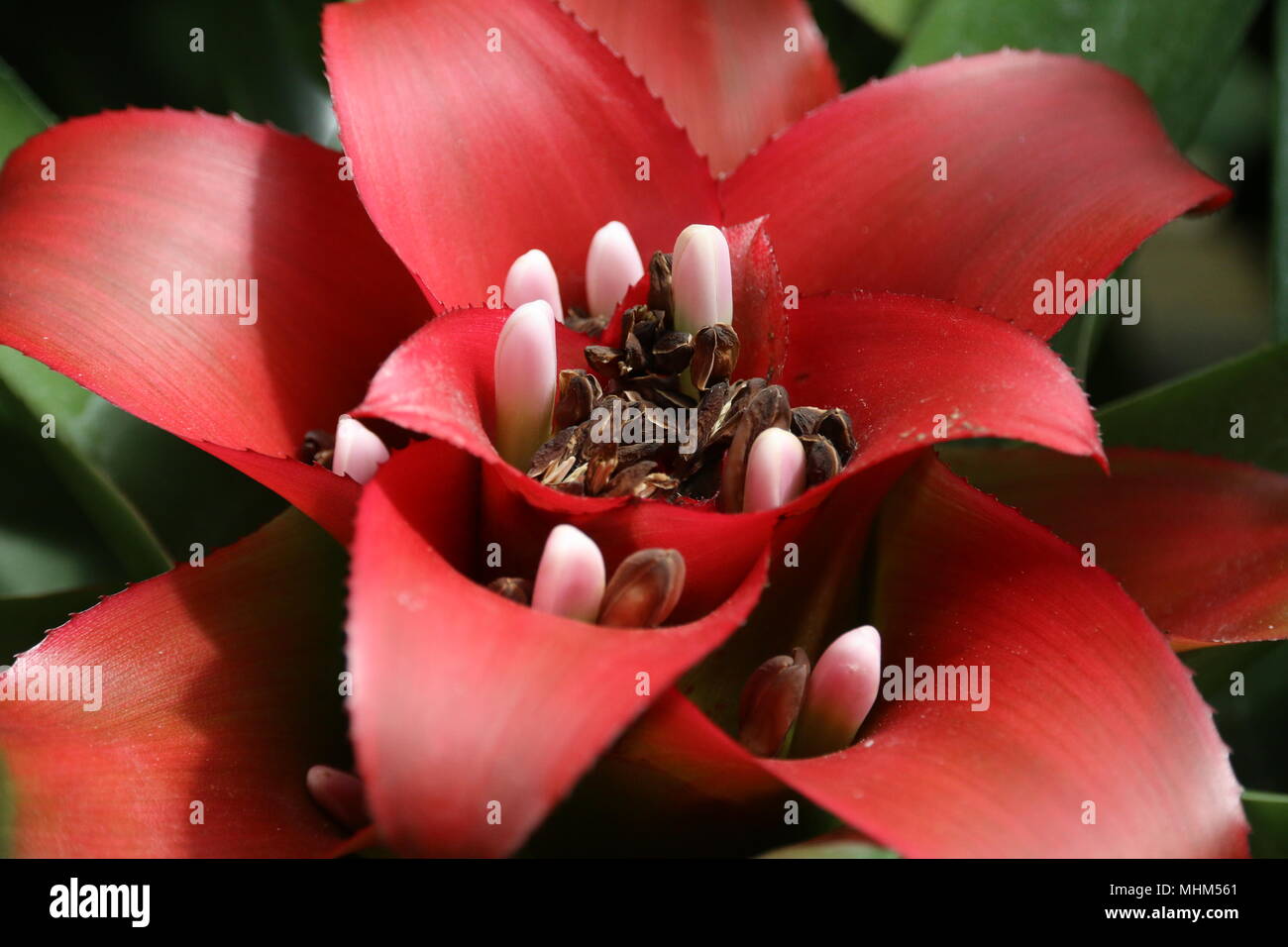 Bella rossa tropicale fiori di cactus Foto Stock
