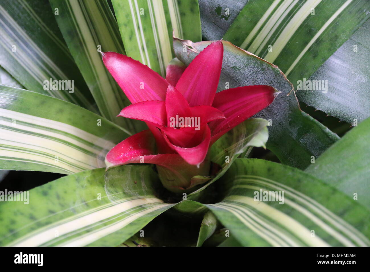 Bella rossa tropicale fiori di cactus Foto Stock