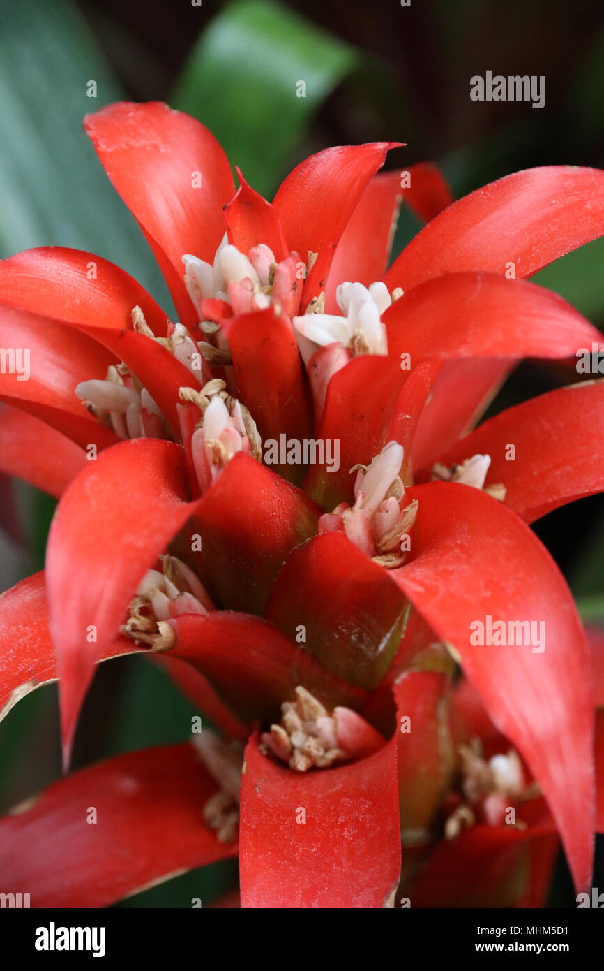 Bella rossa tropicale fiori di cactus Foto Stock