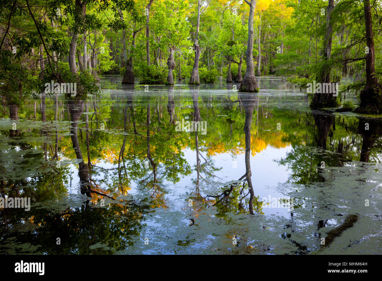 NC01810-00...North Carolina - Riflessioni su Merchants Mill Pond, mercanti Gora parco dello stato. Foto Stock