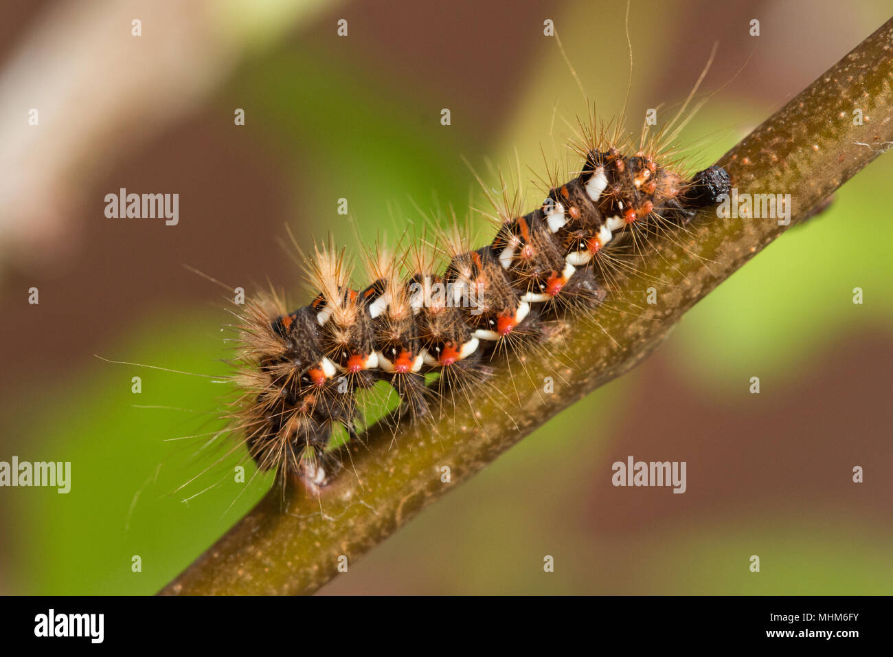 Coda marrone moth Caterpillar Foto Stock