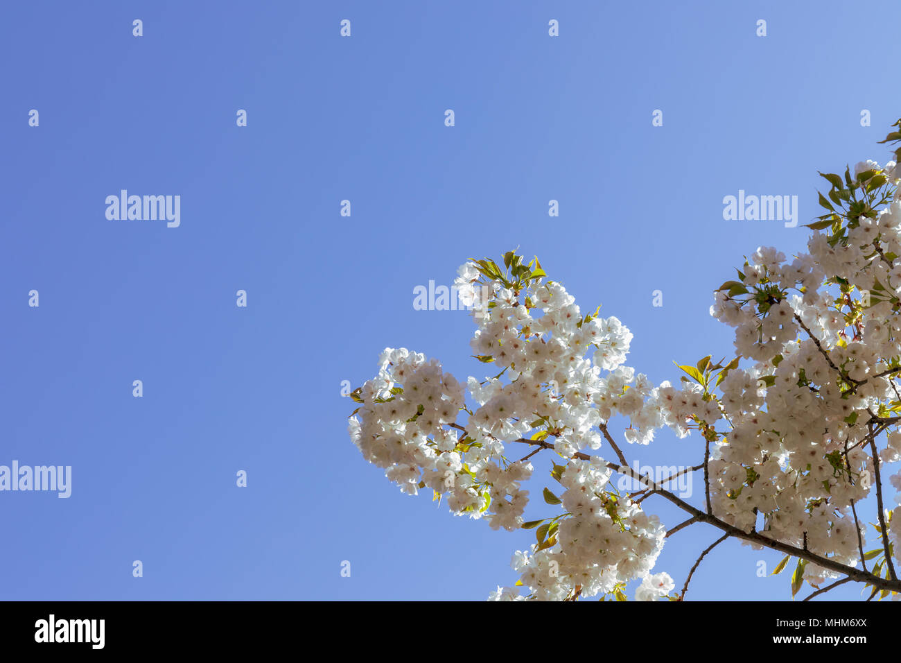 Fiori Ciliegio; il Monte Fuji fioritura ciliegio (Prunus serrulata 'Shirotae'); Università di Copenhagen Giardino Botanico, Danimarca Foto Stock