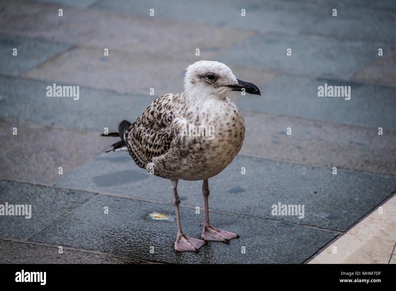 Giallo immaturi zampe gabbiano in piedi sul pavimento bagnato Foto Stock