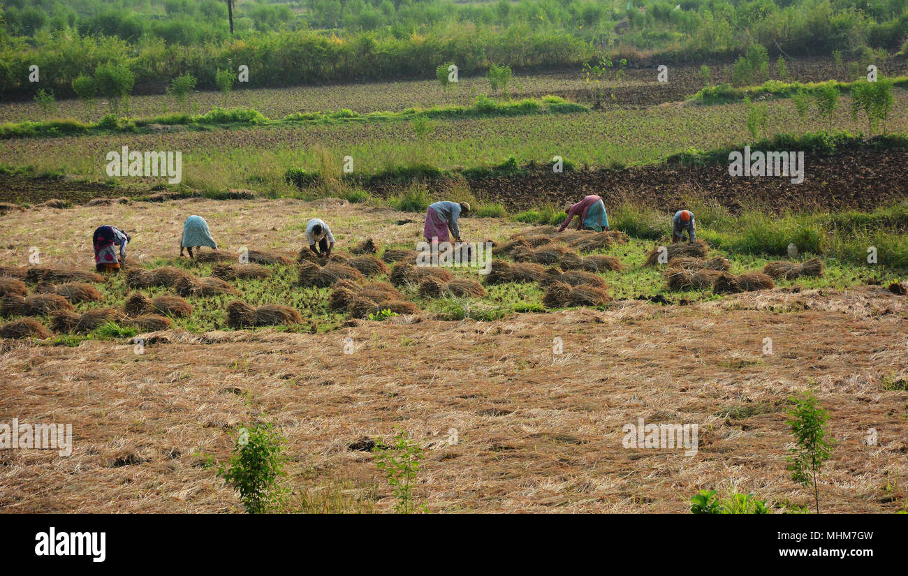 Sei le donne a lavorare nei campi per raccogliere un raccolto, India Foto Stock