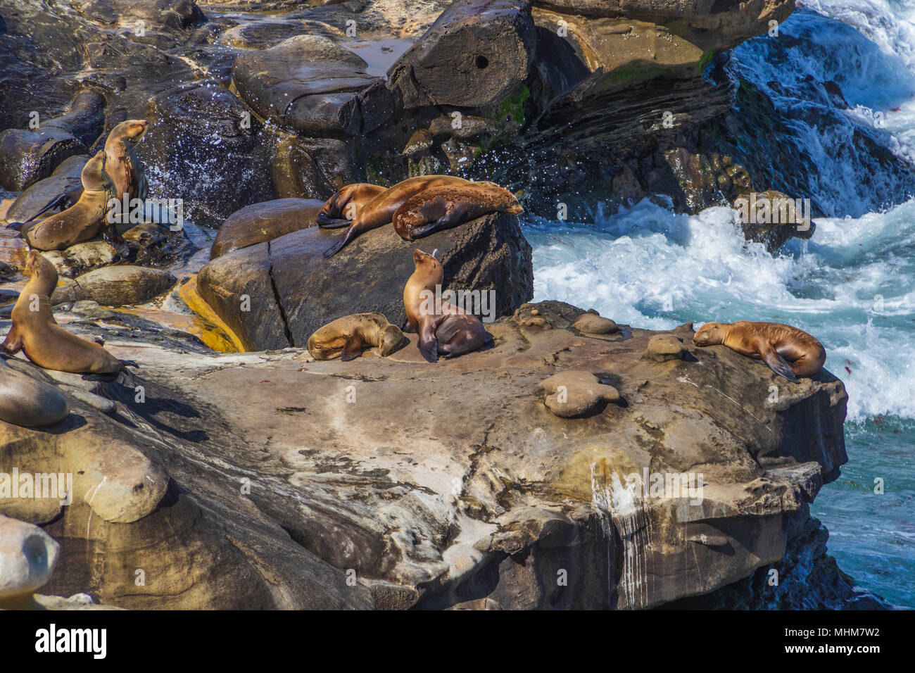 California i leoni di mare a La Jolla Cove, La Jolla, California. Foto Stock