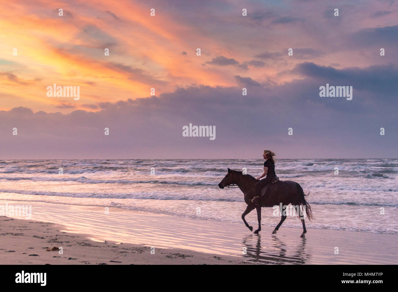 Silhouette di cavallo e cavaliere a Galveston Beach a sunrise. Foto Stock