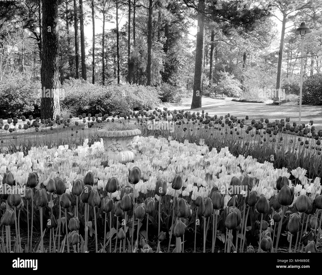 Immagine in bianco e nero di tulipani in Hodges Giardini a molti, Louisiana Foto Stock