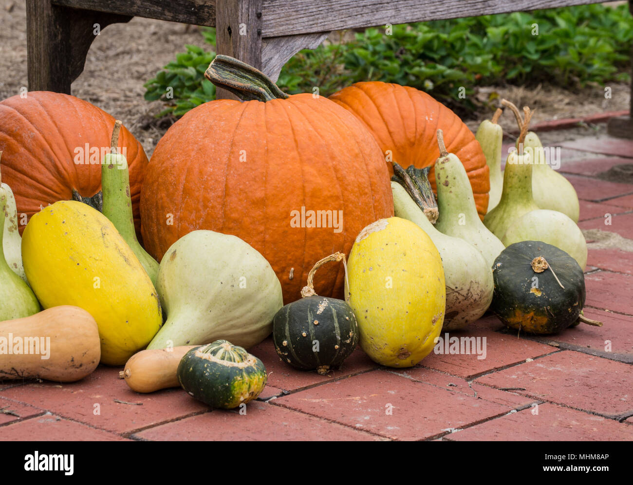 Rientrano le zucche in un orto di zucche. Cenerentola e le varietà tradizionali sono perfetti per la cottura e decorazione nella stagione fredda. Zucche crescono Foto Stock