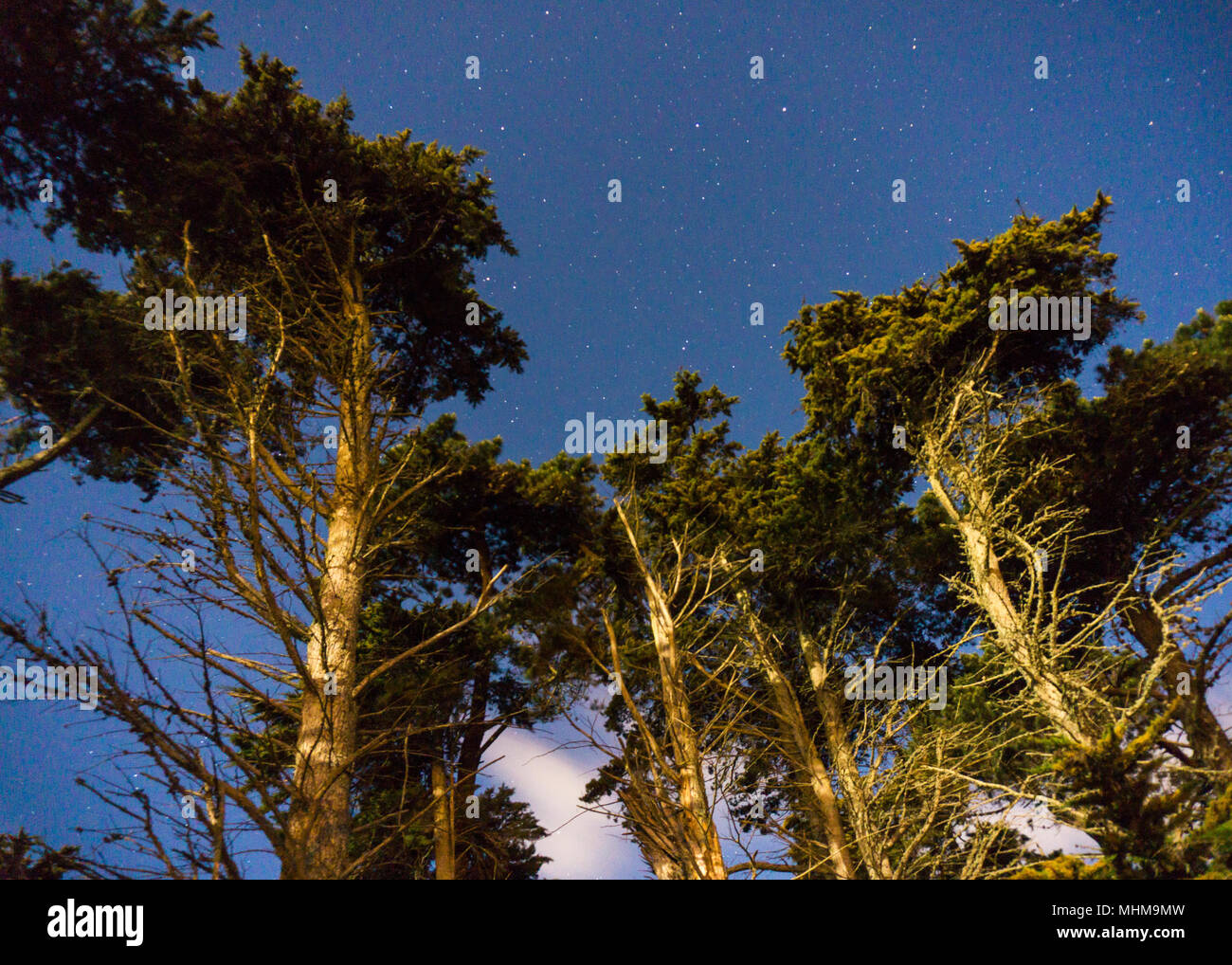 Le stelle nella foresta Foto Stock