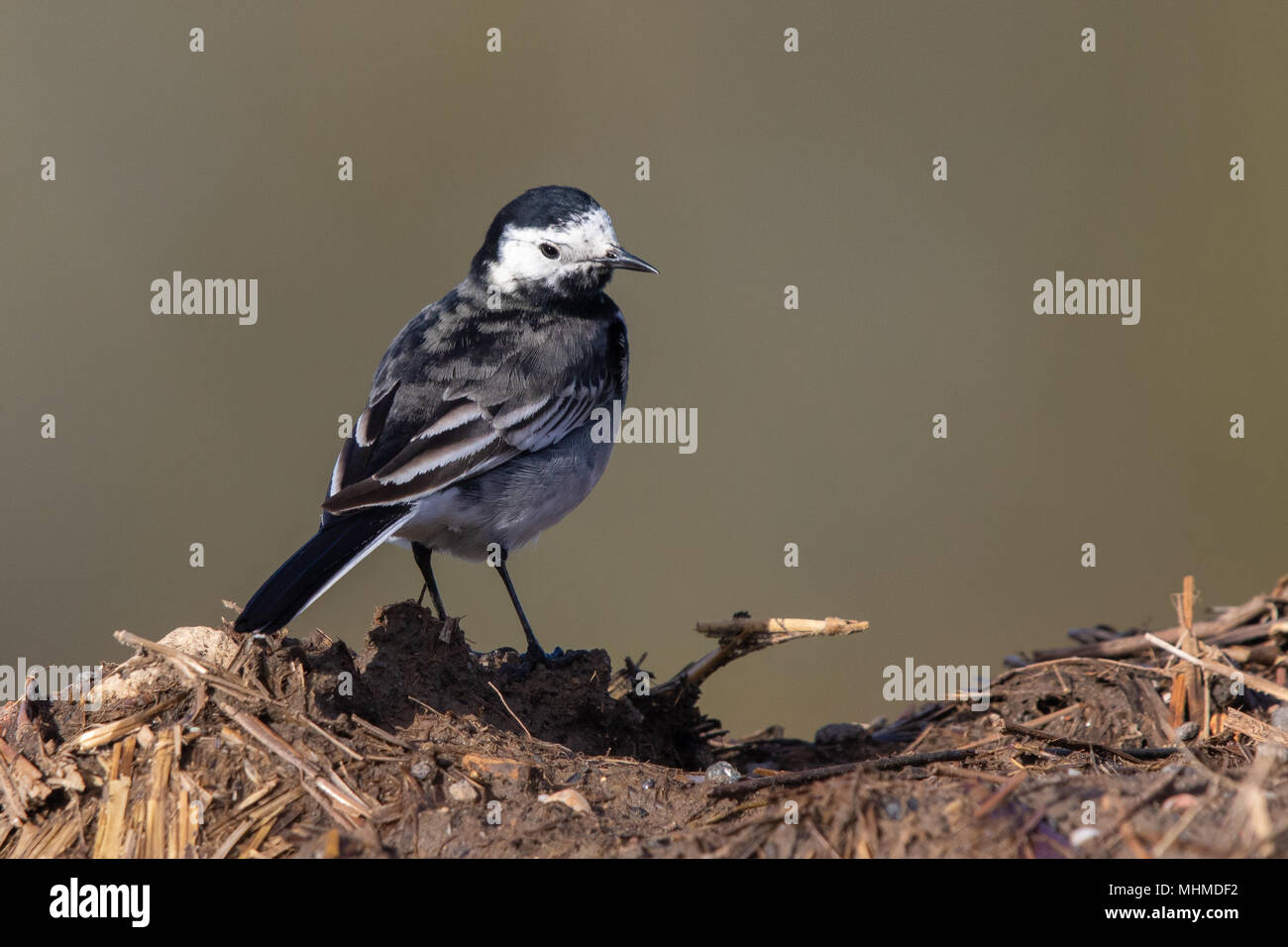 Maschio Pied Wagtail (Motacilla alba yarrellii) permanente sulla sommità di un mucchio di letame Foto Stock