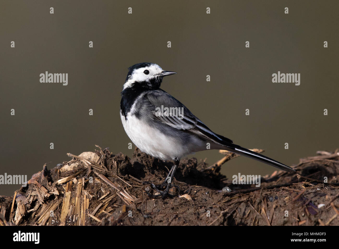 Maschio Pied Wagtail (Motacilla alba yarrellii) permanente sulla sommità di un mucchio di letame Foto Stock