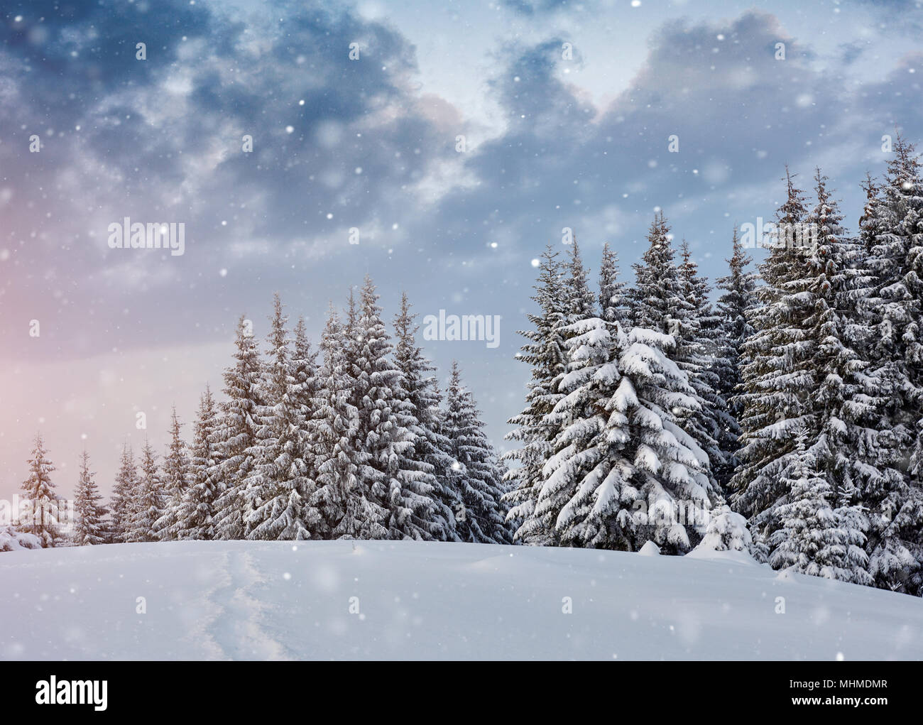 Paesaggio di inverno alberi e recinzioni in brina, sfondo con alcuni punti salienti morbido e fiocchi di neve. Carpazi, nevica. Ucraina, Europa Foto Stock
