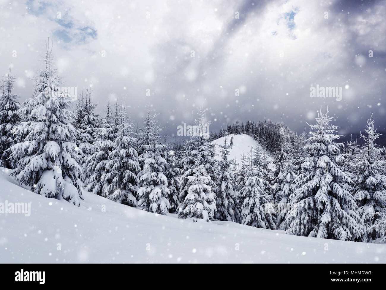 Paesaggio di inverno alberi e recinzioni in brina, sfondo con alcuni punti salienti morbido e fiocchi di neve. Carpazi, nevica. Ucraina, Europa Foto Stock