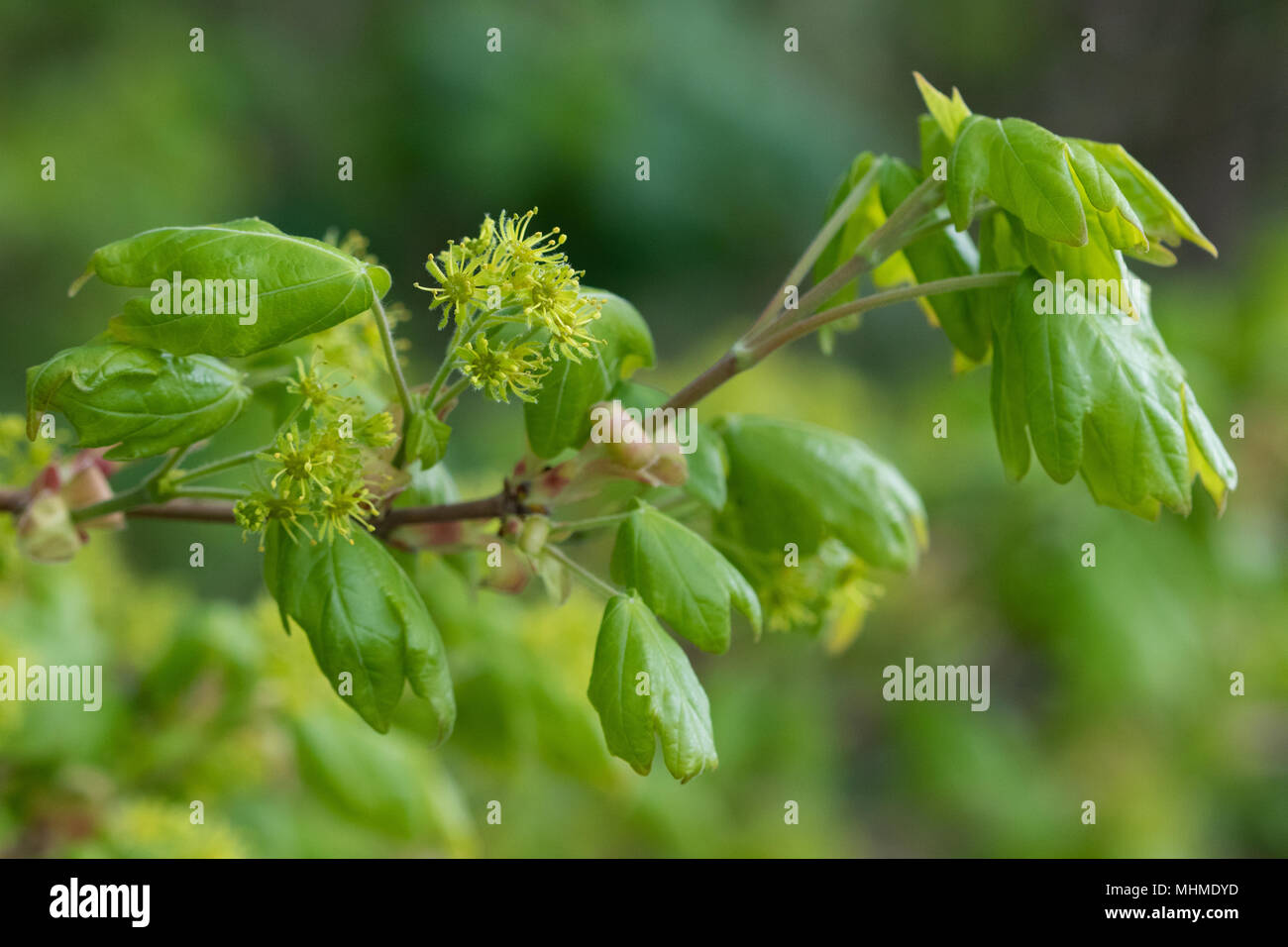 Fioritura acero campestre (Acer campestre) albero con foglie fresche Foto Stock