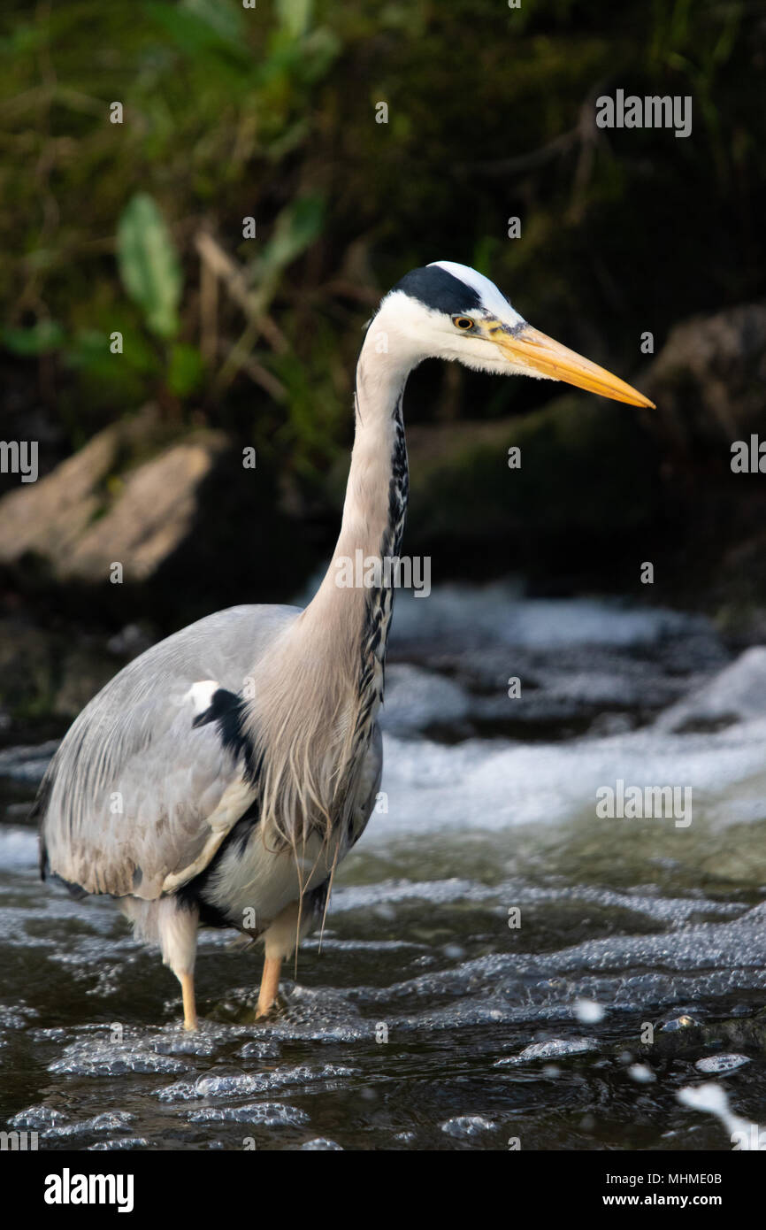 Airone cinerino (Ardea cinerea) la pesca nel profondo, bianco-acqua rapide di un fiume Foto Stock