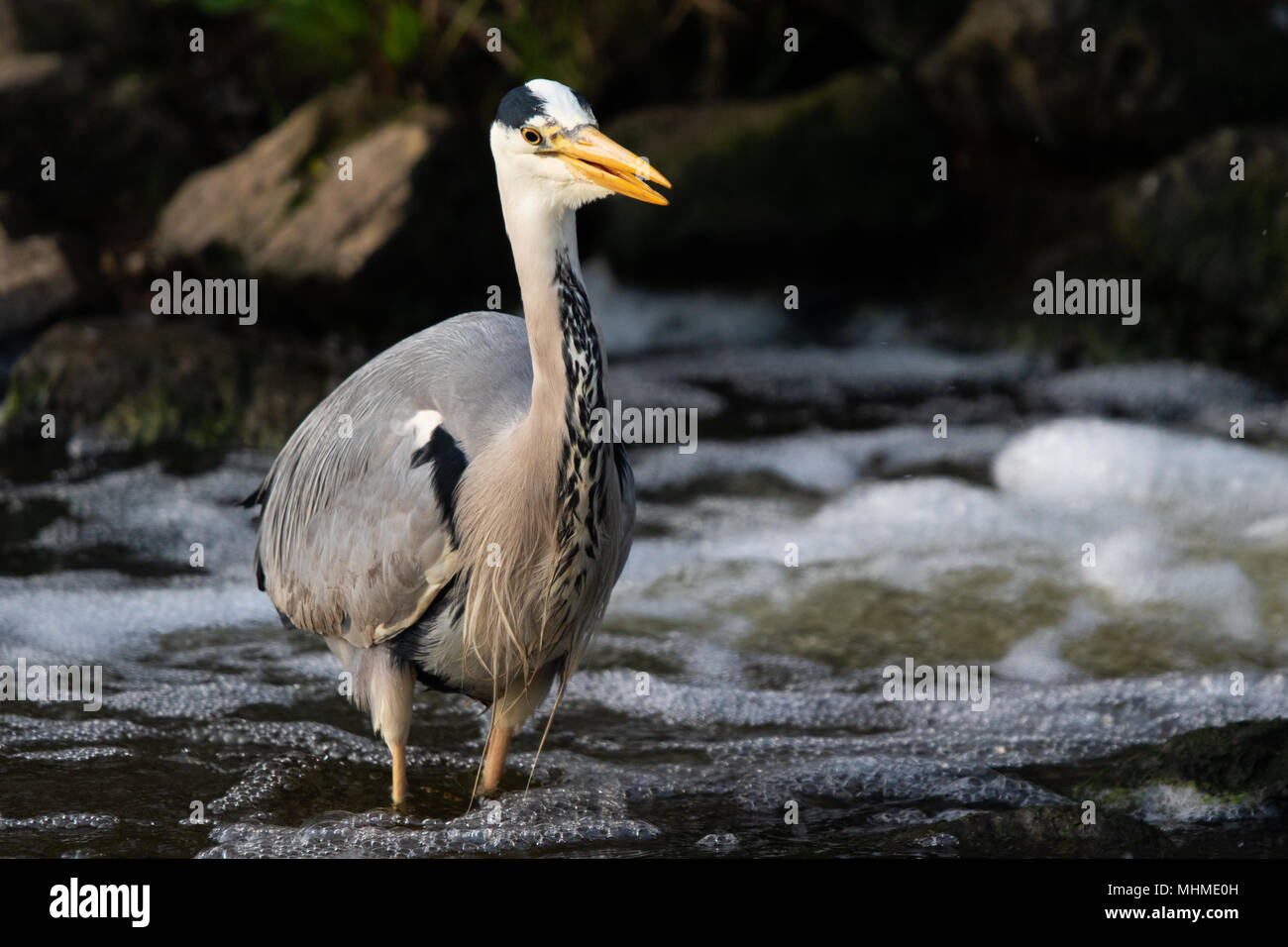 Airone cinerino (Ardea cinerea) la pesca nel profondo, bianco-acqua rapide di un fiume Foto Stock