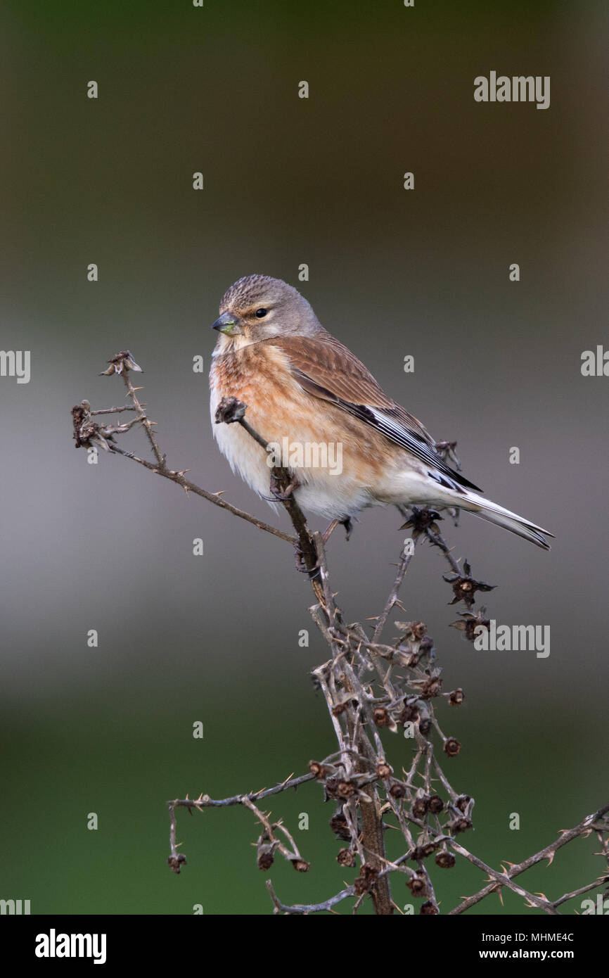 Femmina Linnet comune (Linaria cannabina) appollaiata su una pianta morta stelo Foto Stock