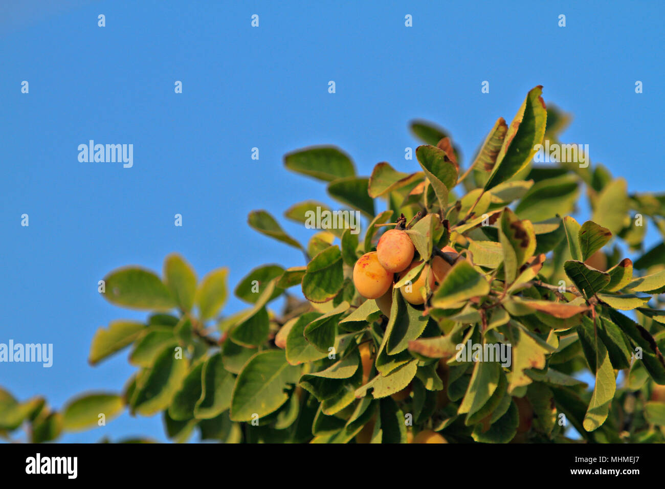 Prugna ramo di albero Foto Stock