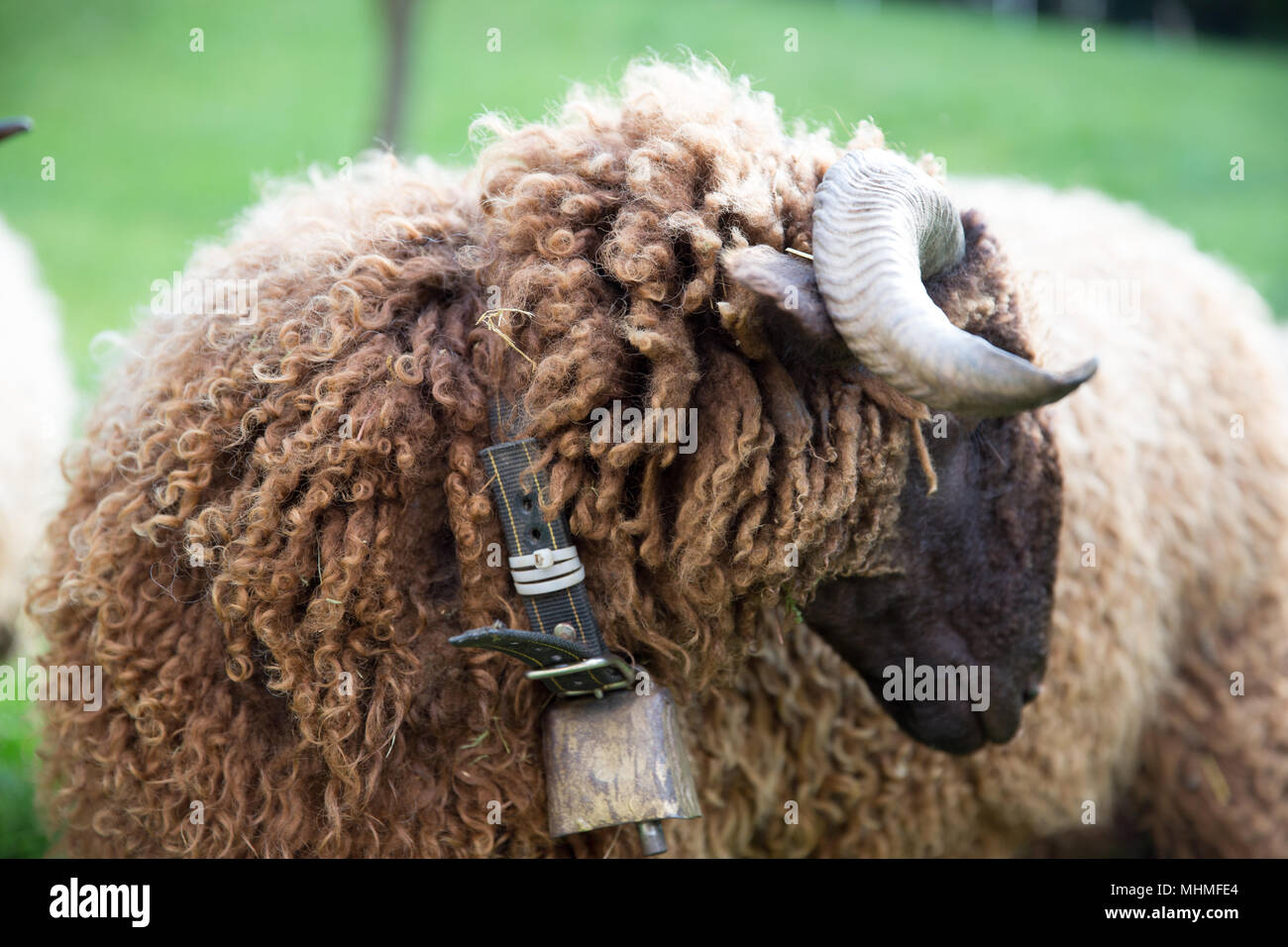 Curly Fur pecora con collo in campana verde azienda svizzera Foto Stock