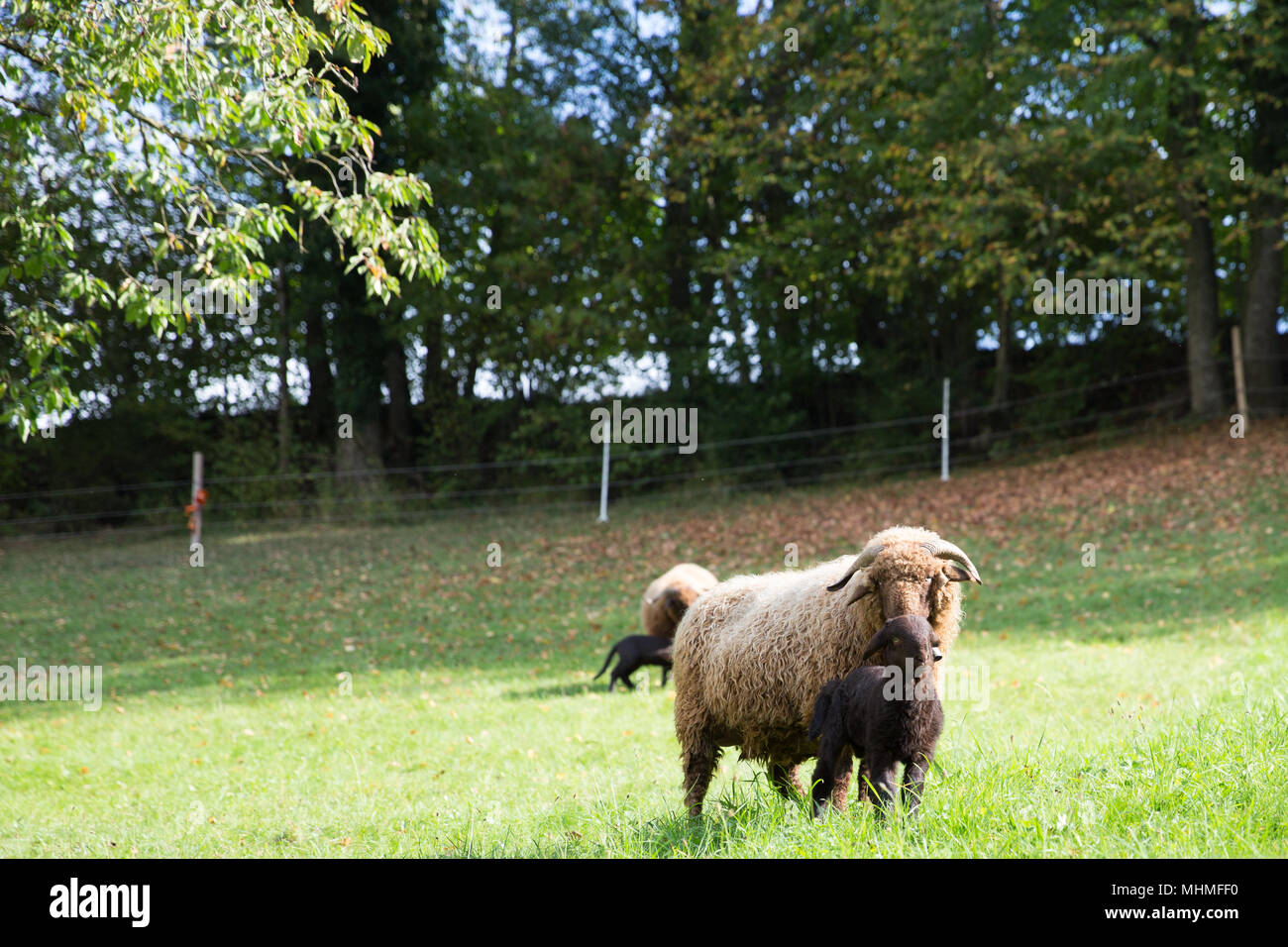 Curly Fur Pecora con agnello in verde prato svizzero Foto Stock