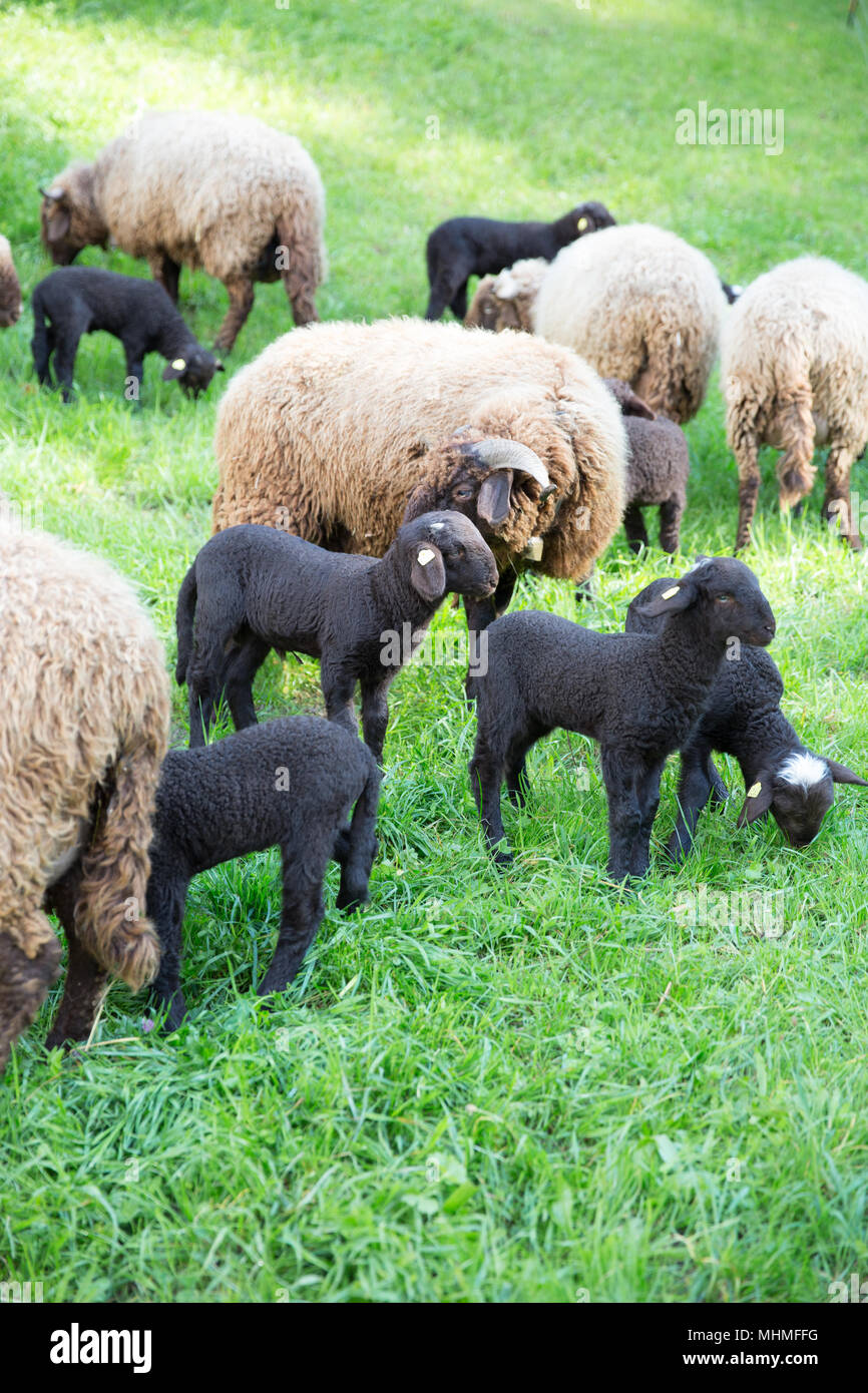 Curly Fur le pecore e gli agnelli nel verde prato svizzero Foto Stock