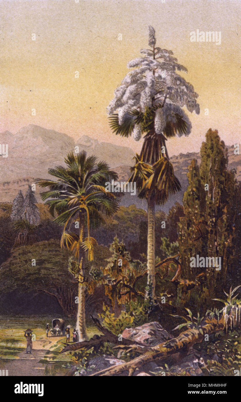 CORYPHA UMBRACULIFERA Foto Stock