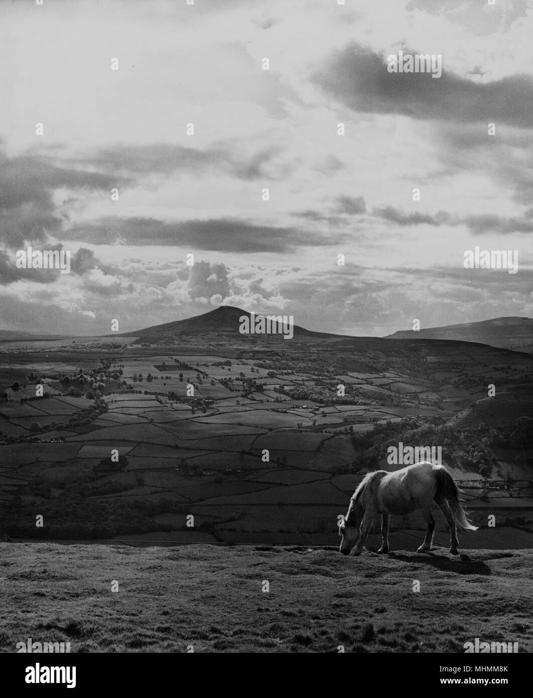 Un cavallo solitario gode della vista verso il Pan di zucchero, visto da Skirrid Fawr, vicino ad Abergavenny, Monmouth, Galles. Foto Stock