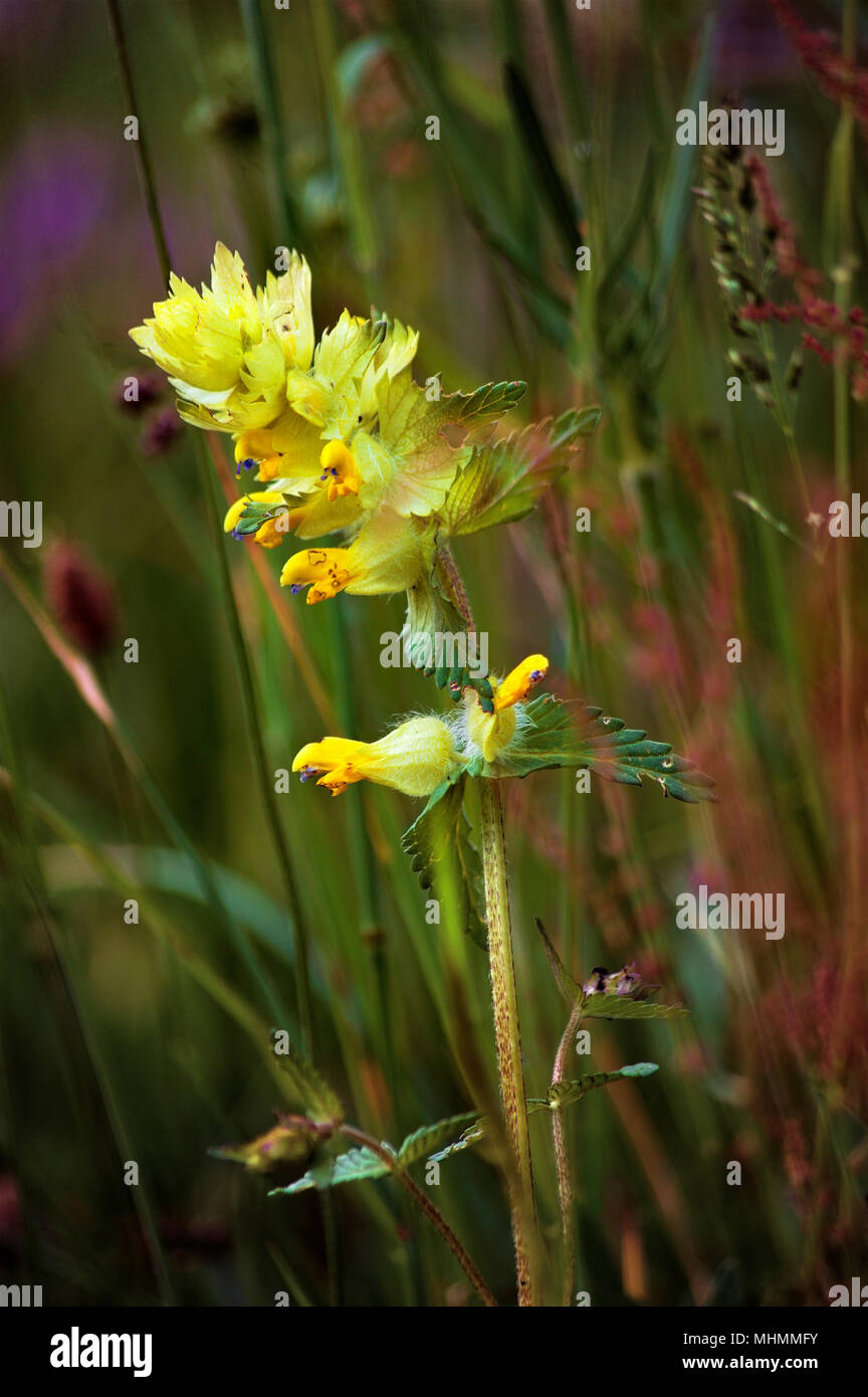 Close up di un giallo orchidea selvatica in un prato di montagna in primavera. Foto Stock