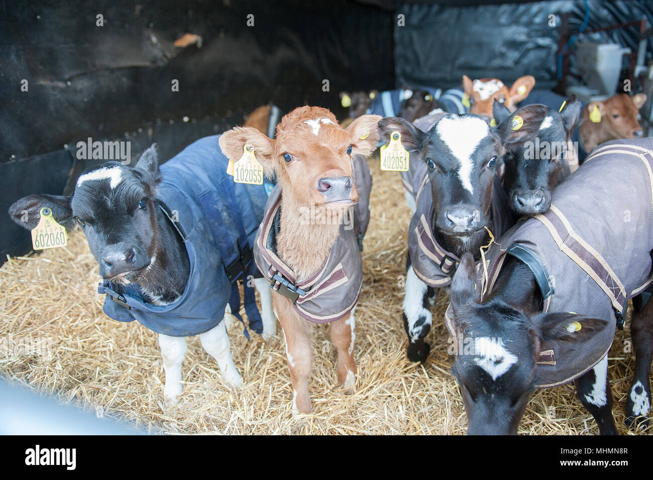 I vitelli che indossano tuniche Foto Stock