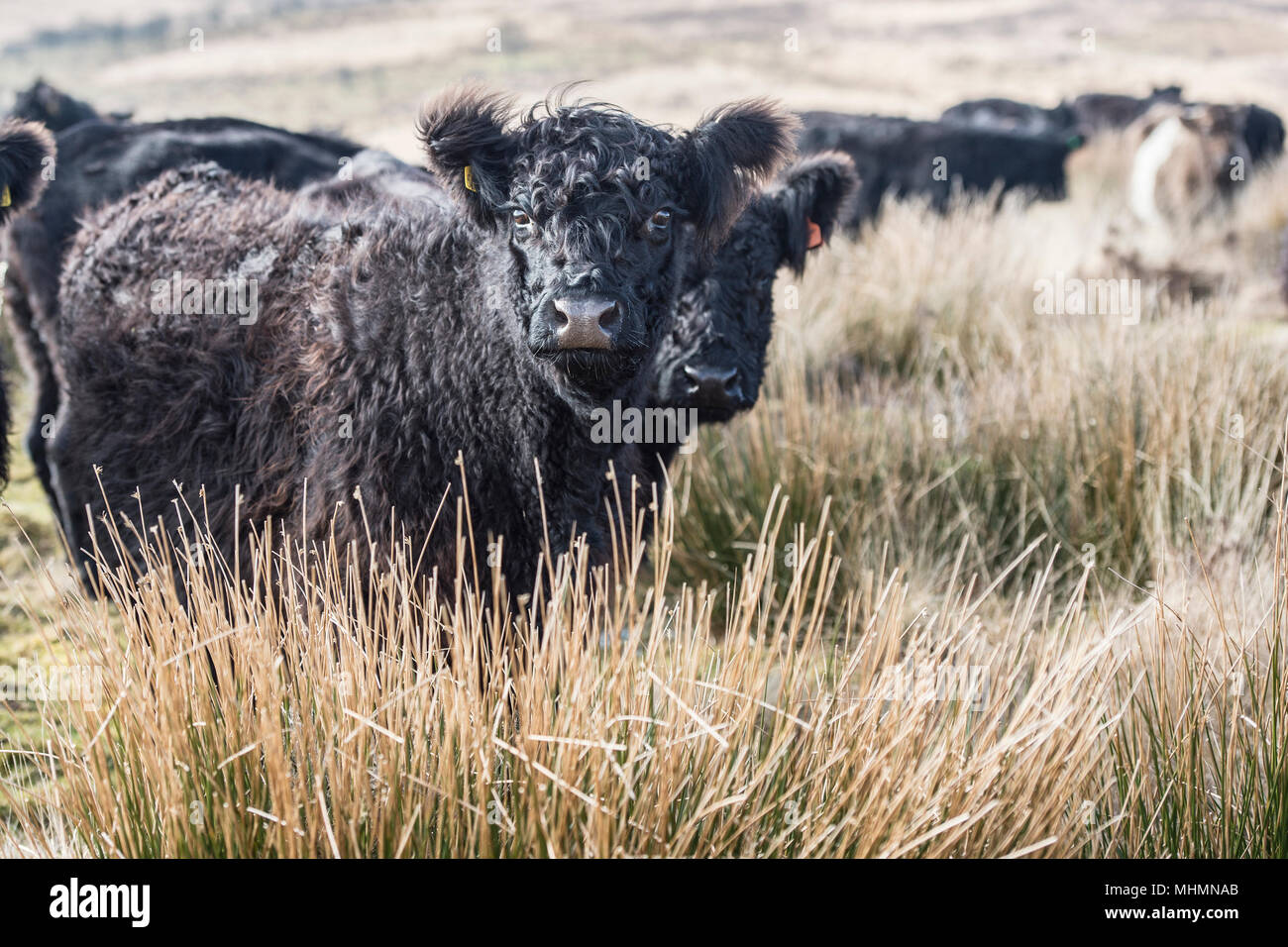 Aberdeen Angus x highland bovini Foto Stock