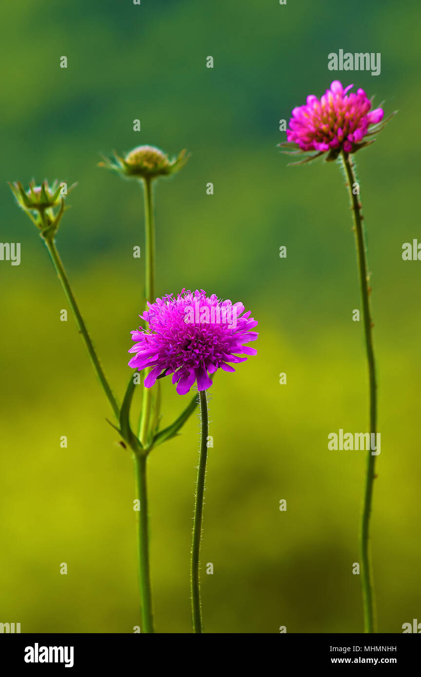 Dettaglio di Knautia arvense di fiori in un prato di montagna in primavera. Foto Stock