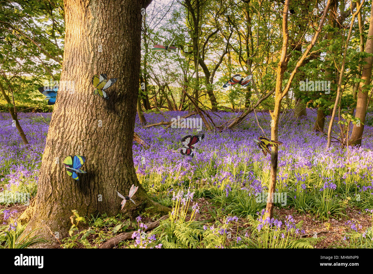 Farfalle in un bosco bluebell scena in primavera. Fiori viola e insetti colorati in un bosco con alberi Foto Stock