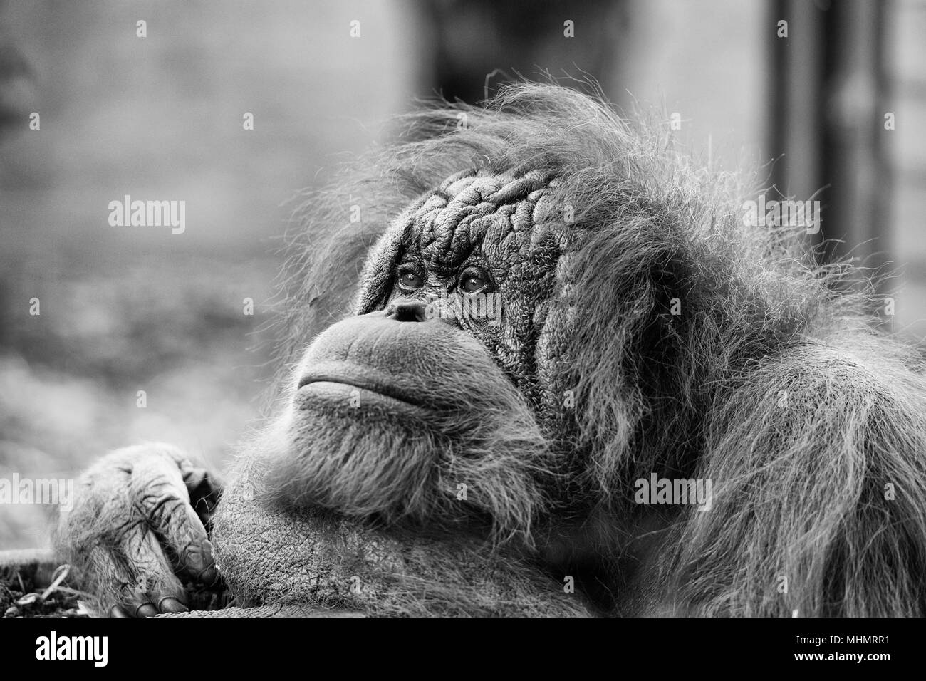 Orang Utan monkey ritratto mentre guardando a voi Foto Stock