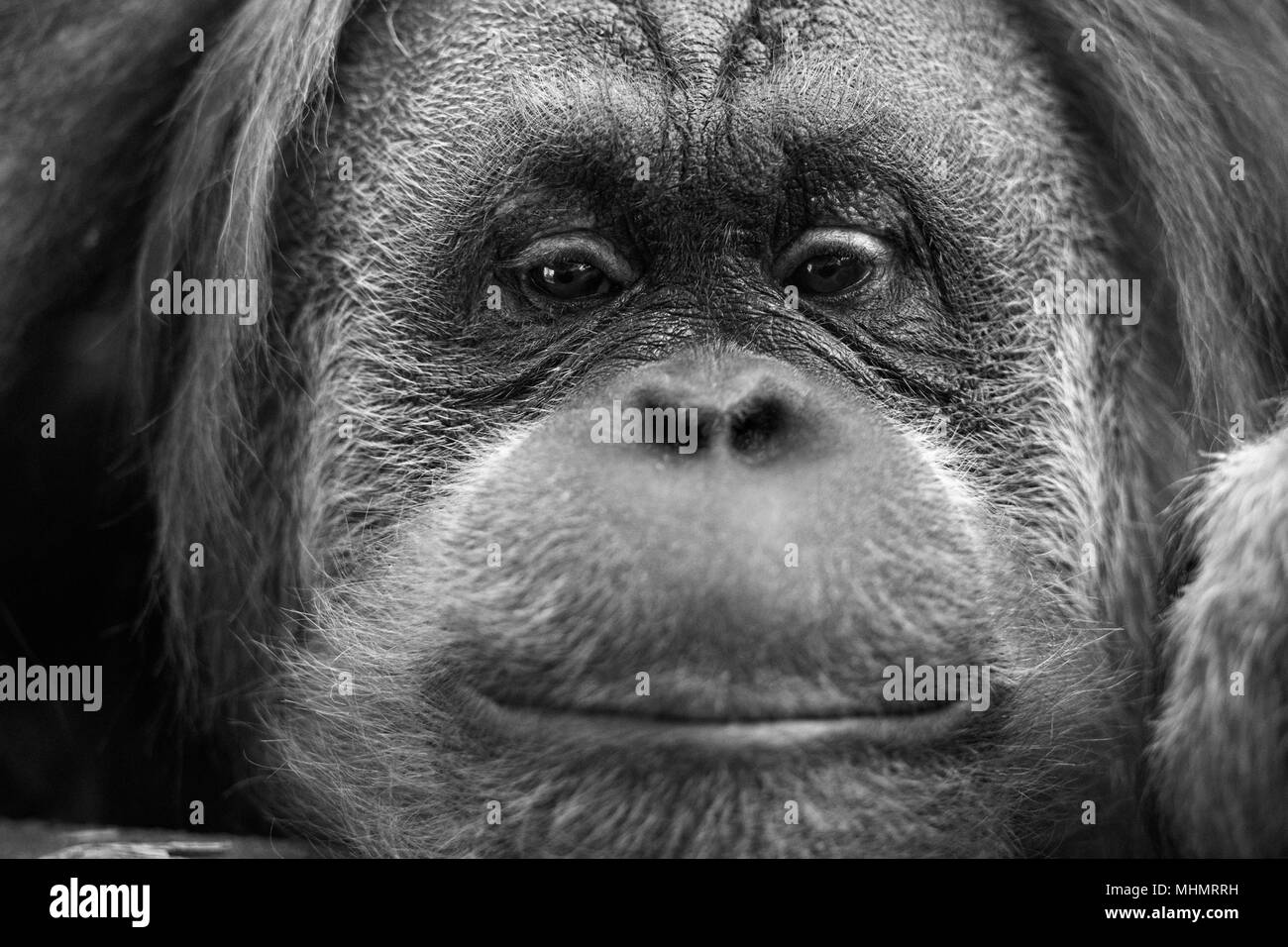 Orang Utan monkey ritratto mentre guardando ottieni Foto Stock
