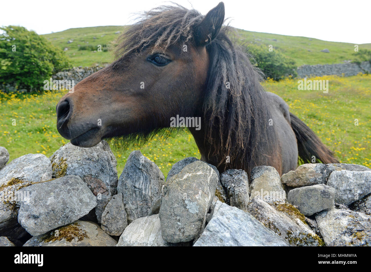 Pony cercando su un vecchio muro di pietra da vicino Foto Stock